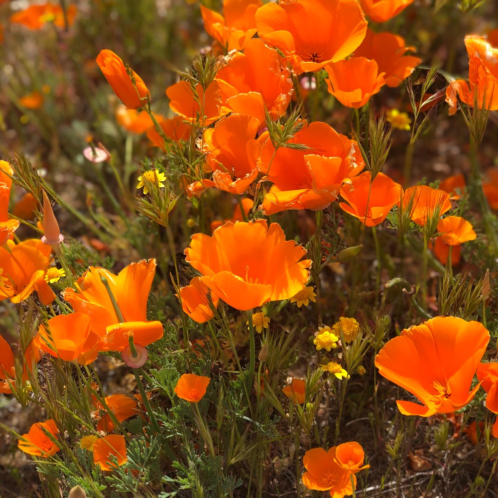 Meet your Posher, Marycruz